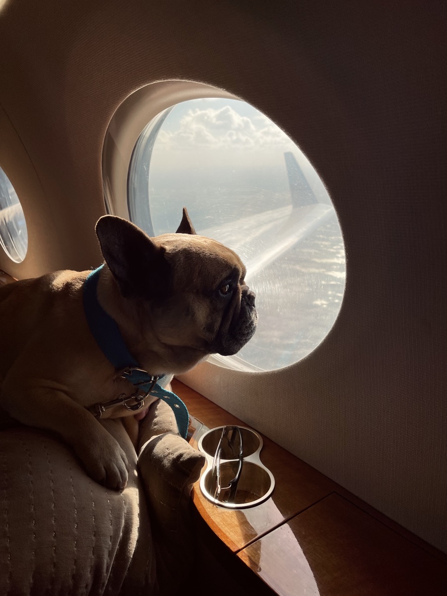 Pet Friendly